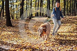 Big dog is dragging pet owner in autumn forest