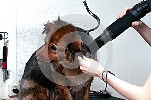 Big dog dried with a hair dryer in a beauty salon