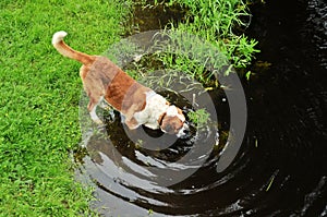 Big dog drink water