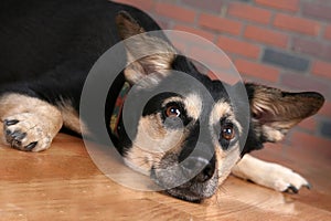 Big dog on floor looking directly at you