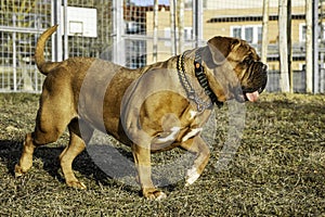 Big dog French mastiff