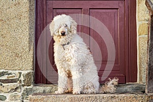 Big dog in front of the door of the house. Large royal poodle