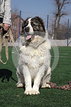 Big dog. the fur is fluffy at pooch, the Central Asian Shepherd Dog is white. Alabai or kagal