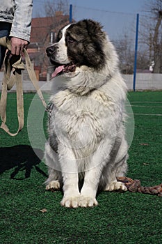 Big dog. the fur is fluffy at pooch, the Central Asian Shepherd Dog is white. Alabai or kagal