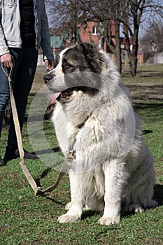 Big dog. the fur is fluffy at pooch, the Central Asian Shepherd Dog is white. Alabai or kagal