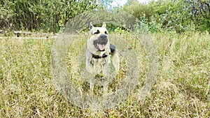 Big dog German Shepherd in field with green and yellow grass in summer or autumn season. Russian eastern European dog