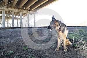 Big Dog German Shepherd under bridge outdoors