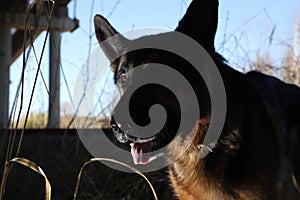 Big Dog German Shepherd under bridge outdoors