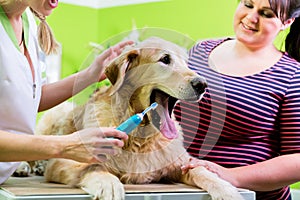 Big dog getting dental care by woman at dog parlor