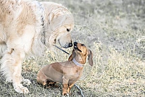 A big dog Golden retriever sniffing a small dog dachshund outdooor at sunner day. Family dogs.