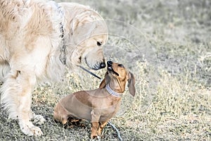 A big dog Golden retriever sniffing a small dog dachshund outdooor at sunner day. Family dogs. photo