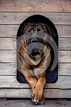 a big dog with his front paws in the opening of a doghouse