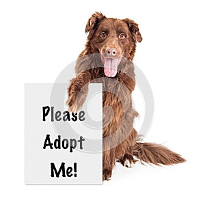 Big Dog Holding Adopt Me Sign