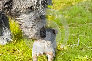 Big dog - Irish Wolfhound sniffs a little puppy