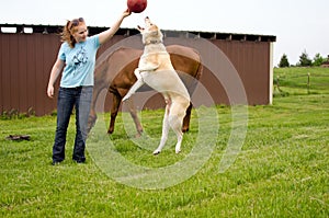 Big dog jumping for ball