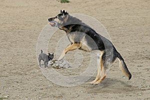 Big dog jumping for ball