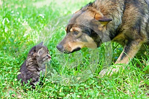 Big Dog and Little Kitten