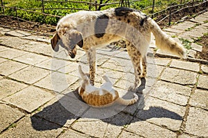 Big dog and little kitten best friends. play and fun between puppy and kitten.