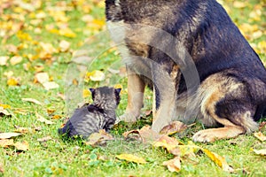 A big dog and a little kitten playing together outdoors. They sit next to each other on the grass in autumn