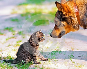 Il grande il cane un poco Gattino 