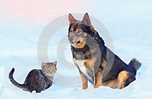 Big dog and little kitten sitting in the snow