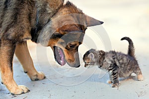 Il grande il cane un poco Gattino 