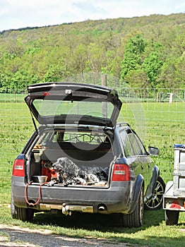 Big dog in the luggage ruck of a car