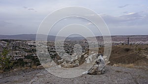 Big dog lying and looking at valley with white rocks, Cappadoccia photo