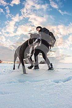 A big dog with a mistress on a snowy field. Great Dane in the snow