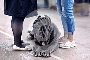 Big dog of Neapolitan Mastiff breed, old school ear cut, laying between two pairs of women legs.