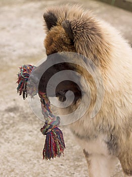 Big dog playing with chew toys outside