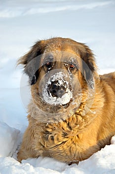 El gran el perro en la nieve 