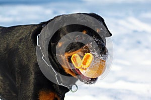 Big dog a Rottweiler playing with a ball in the winter in nature