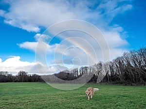 Big dog running in a green field in a park. Blue cloudy sky with rainbow in the background. Concept outdoor activity