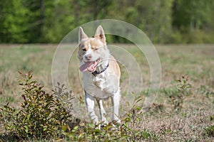 Big dog running on a meadow