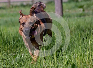 Big dog running on a prabig dog running on a lawn withlarge dog running on a lawn with at thewith trees