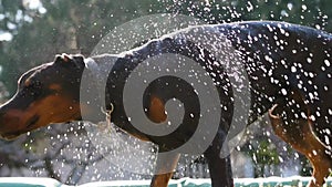 Big dog shakes off the water, slow motion