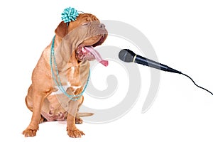 Big Dog Singing out Loud