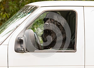 Big dog sitting in the front seat of a white car. Head of big black dog in car. Big dog rides in the car