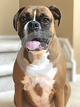 BIG Dog, sitting inside,  looking at viewer photo