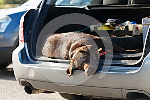 Big dog sleeping in the trunk of the car.