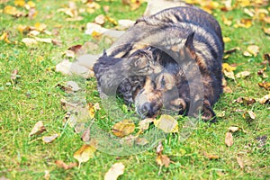 Big dog with a small kitten lying on the grass