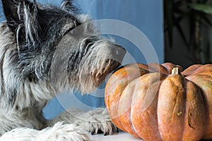 Big dog smells a pumpkin