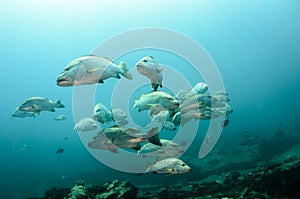 Big Dog Snapper (Lutjanus novemfasciatus