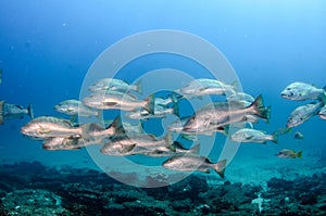 Big Dog Snapper (Lutjanus novemfasciatus