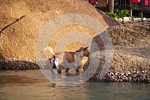 Big dog swimming in the sea on the background of large stones at sunset