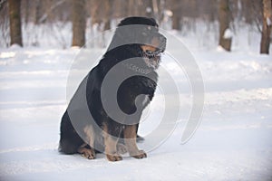 Big dog Tibetan mastiff lies on the snow