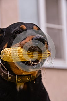 the big dog took the corn in his mouth