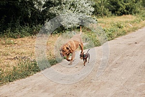 Big dog walking with smaller dog near at the ground track