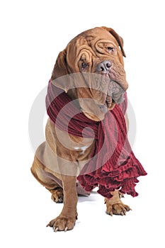 Big Dog wearing warm Red Scarf